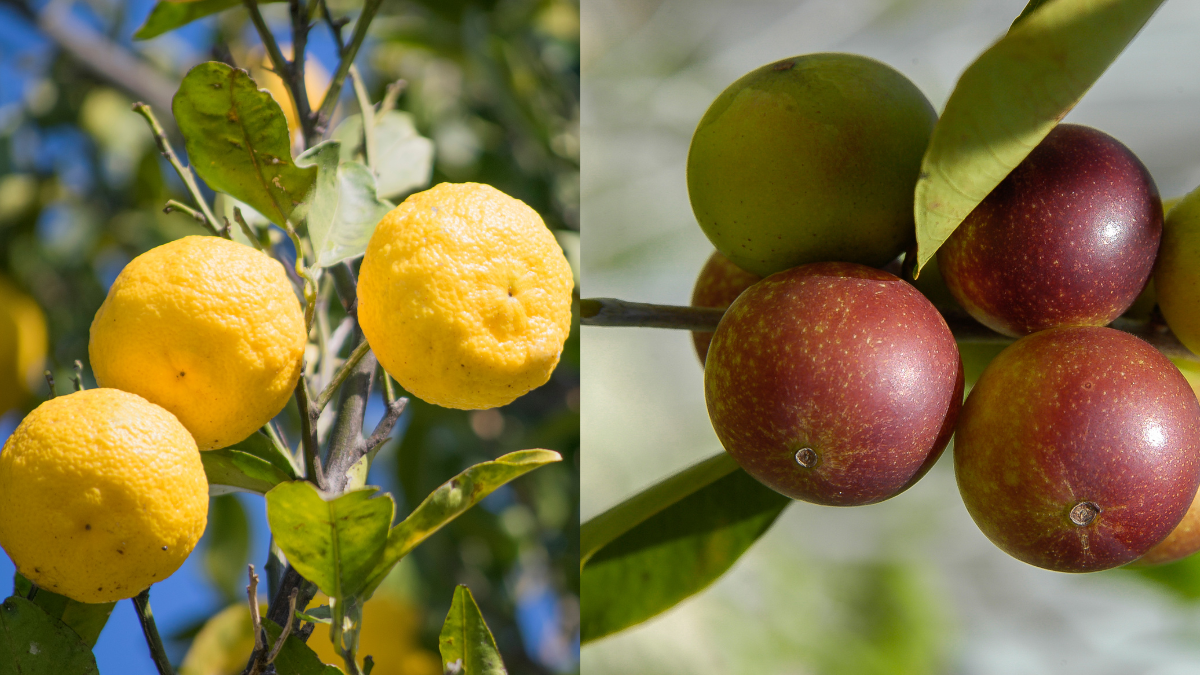 citron vs camucamu